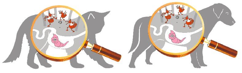 A paraziták megjelenésének okai a szervezetben